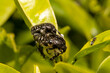 Fotografía horizontal de dos escarabajos peludos copulando en una hoja de mandarino. Insecto tropinota hirta.
