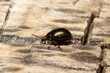 Escarabajo dorado caminando sobre madera seca