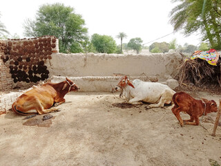 two beautiful cows sitting in rural home,pure village background with mud wall,