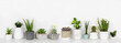 Group of various potted houseplants in a row. Side view on white shelf against a white wall.