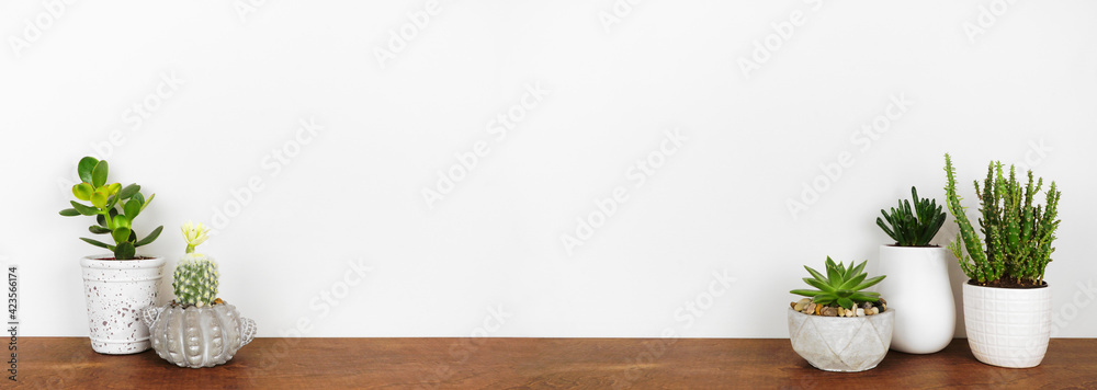 Indoor succulent and cactus plants on a shelf. Wood shelf against a white wall. Banner with copy space. - obrazy, fototapety, plakaty 