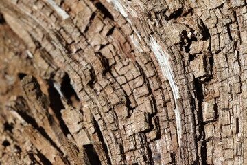 The texture of the old rotten wood.