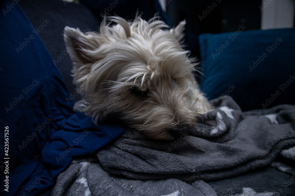 Pies śpi - obrazy, fototapety, plakaty 