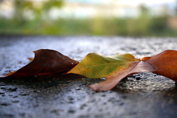 Selective focus of the color change of two leaves on the stone, in autumn, with a bokeh effect