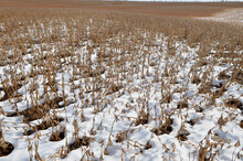 Unharvested Soybean Crop Partially Covered By Early Season Snowfall Following Very Wet Summer In North Dakota.