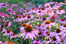 Field Of Purple Coneflowers (Echinacea Purpurea) Native To North America And Grown As An Ornamental Plant In Temperate Regions