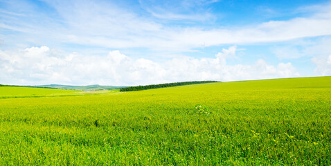  Green wheat field and blue cloudy sky. Wide photo.