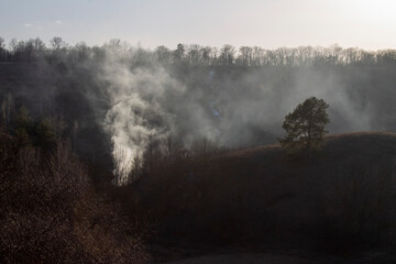 Wall Mural - misty morning in the forest
