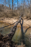 Fototapeta Pomosty - Fallen tree across a creek
