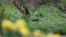 Blackbird In A Garden Eating A Worm