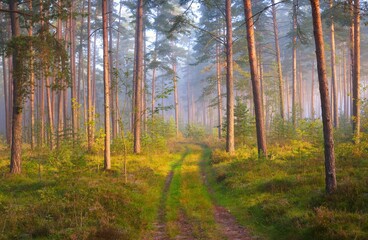 Wall Mural - Pathway in a majestic evergreen pine forest in a morning fog. Ancient tree silhouettes close-up. Natural tunnel. Atmospheric dreamlike landscape. Sun rays, blue light. Panoramic view