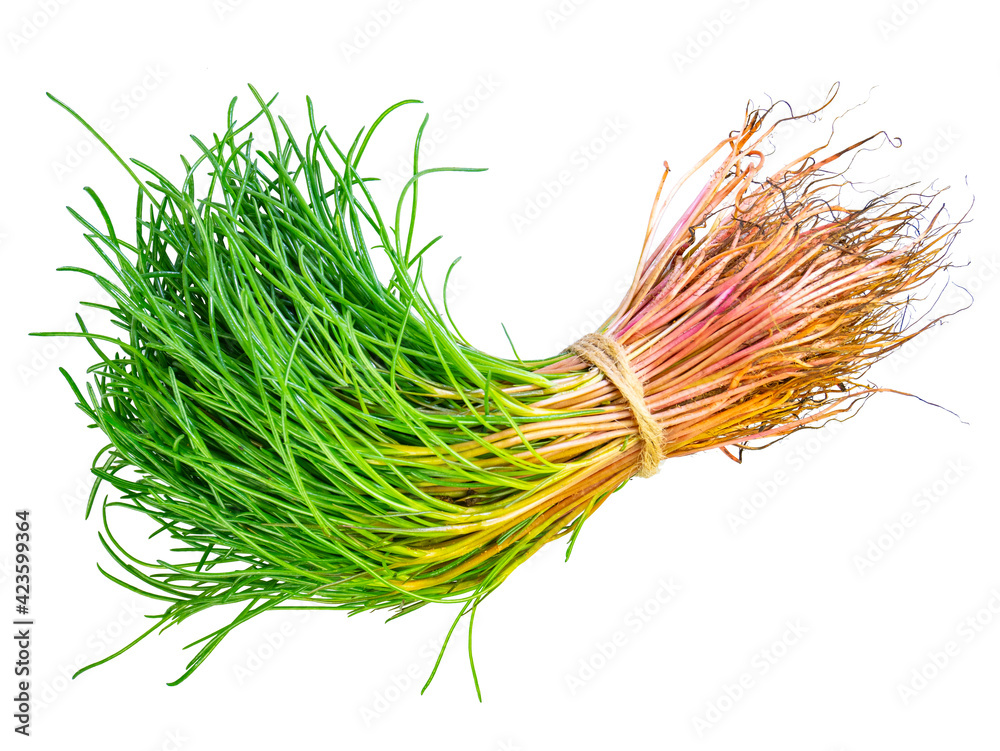 Bunch of fresh agretti (salsola soda) isolated on white background.  Mediterranean food. This plant is also known as opposite-leaved saltwort, barilla  plant or barba di frati. Cut out, clipping path. Stock-foto |