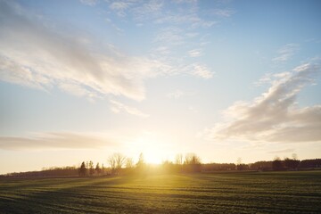 Wall Mural - Green plowed agricultural field (hills) at sunset. Lonely trees, forest in the background. Clear blue sky, glowing pink clouds, soft sunlight. Idyllic landscape, rural scene. Nature, environment