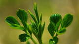 Fototapeta Panele - close up of green leaves
