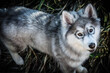 Masked husky-malamute hiding in the grass