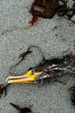 Closeup View Of A Dead Cormorant On A Sandy Beach