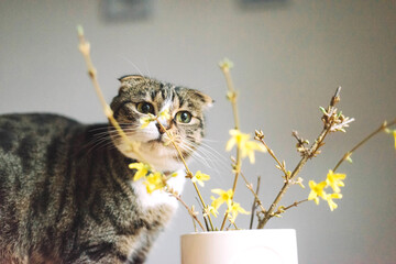 Wall Mural - A cute kitty playing with a vase of fresh cut forsythia branches