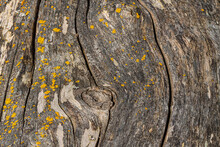 Background Texture Of Tiny Yellow Fungus Grew On A Cracked Tree Trunk Surface