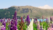 Fields Of Bright Purple Lupin Flowers With Glacial Lake In Background