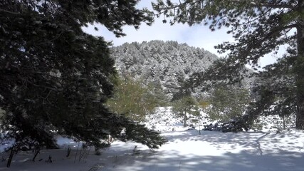 Wall Mural - pine forest snow covered in Sicily mountains of Etna Park 