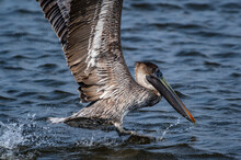 Brown Pelican In Landing 1