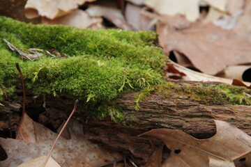 green forest moss