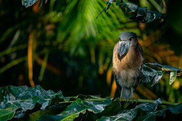 Boat-billed heron