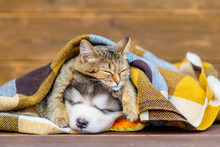A Kitten And A Puppy Lie Under A Plaid Blanket Outside In A Pile Of Dry Maple Leaves And Hug. Cozy Autumn