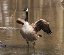 Canadian  Goose Swimming In Water