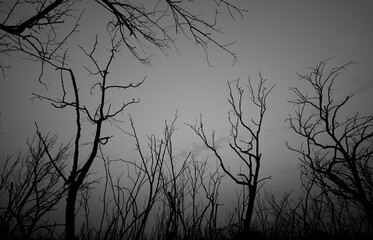 Wall Mural - Low angle view of silhouette dead tree against dark dramatic sky. Background for lonely, sad, hopeless, death, and despair. Black leafless trees with branches in the forest. Sad nature for sad emotion