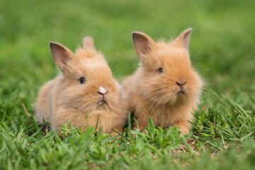 Wall Mural - Two little rabbits sitting on the grass in summer