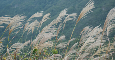 Wall Mural - Beautiful sliver grass on mountain