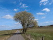country road in spring with willow (salix caprea)