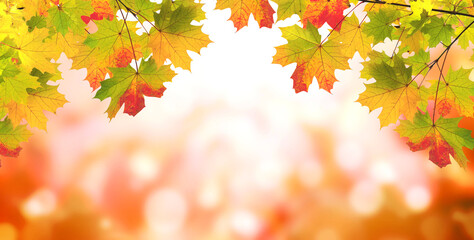 Sticker - Maple leaves on sunny beautiful nature autumn background