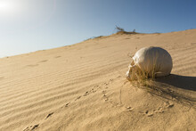 Human Skull In The Sand Desert