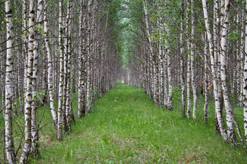 Fototapeta ścieżka drzewa trawa brzoza