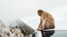 Monkey Sitting On A Car With Rock Of Gibraltar In The Background