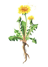 Wild Medical Plant Dandelion Flower With Root, Watercolor Hand Drawn Illustration Isolated On White Background
