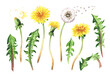 Wild medical plant dandelion set, Watercolor hand drawn illustration isolated on white background