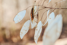Close-up Of Withered Bleached Leaves After The Winter