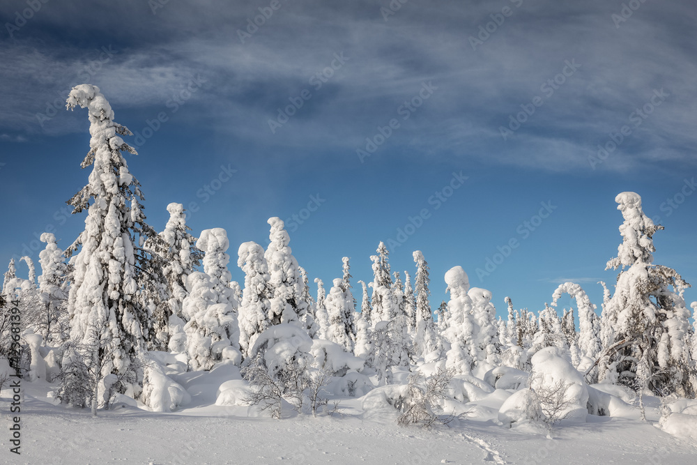 Typical landscapes of Swedish Lapland in winter. Beautiful snow covered ...