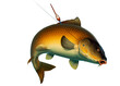 Fishing for carp with a float bait. (koi) realism isolate illustration. Fishing for big carp, feeder fishing, carp fishing.
