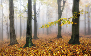 Canvas Print - Autumn forest with trees - Fall nature at fog