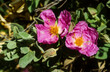 © JAG IMAGES - ciste de Crète, Cistus creticus