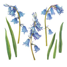 Set With Blue Hyacinthus Flower (bluebell, Hyacinthoides Massartiana, Wild Hyacinth, Fairy Flower, Bell Bottle, Snowdrop). Watercolor Hand Drawn Painting Illustration Isolated On White Background.