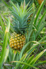 Wall Mural - this pic show the pineapple fruit in the garden, it's a tropical fruit