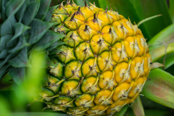 Wall Mural - this pic show the pineapple fruit in the garden, it's a tropical fruit