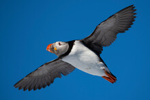 Puffin Fly In A Blue Sky