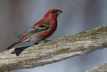 Red Bird On A Tree Branch