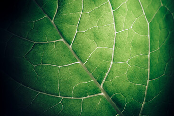 Poster - Close up beautiful green leaf background texture. Macro photography view..